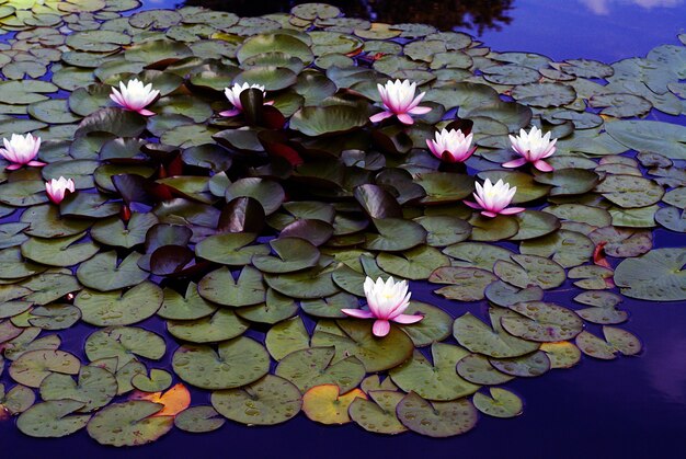 High angle shot of beautiful pink water lilies growing in the lake