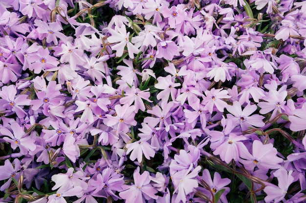 晴れた日に撮影されたフィールドで美しい紫色の花のハイアングルショット