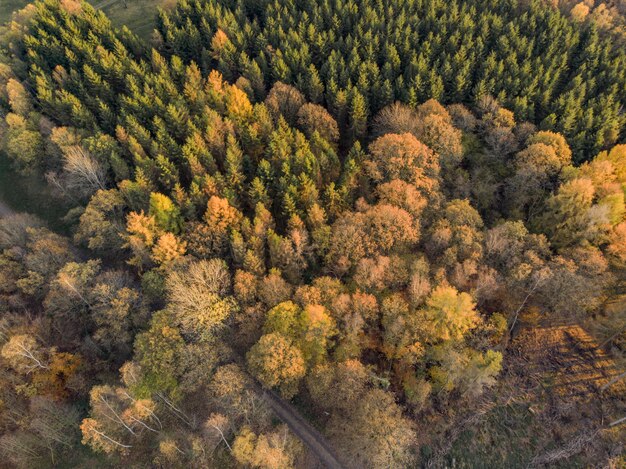 High angle shot of the beautiful trees on a fields captured at day time