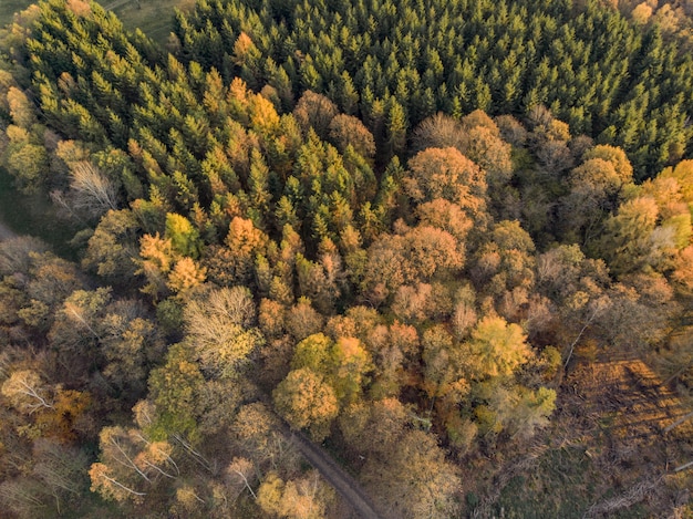 High angle shot of the beautiful trees on a fields captured at day time