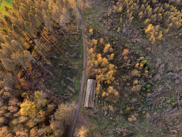 昼間に撮影されたフィールドの美しい木のハイアングルショット