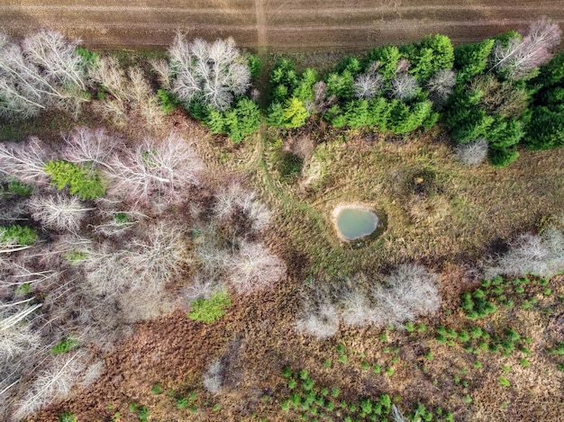 Foto gratuita colpo di alto angolo di splendidi alberi in una foresta