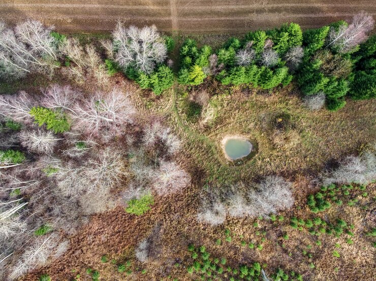 Free Photo high angle shot of beautiful trees in a forest