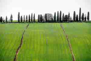 Foto gratuita colpo di alto angolo dei bellissimi alberi su una collina coperta di erba sotto il cielo luminoso