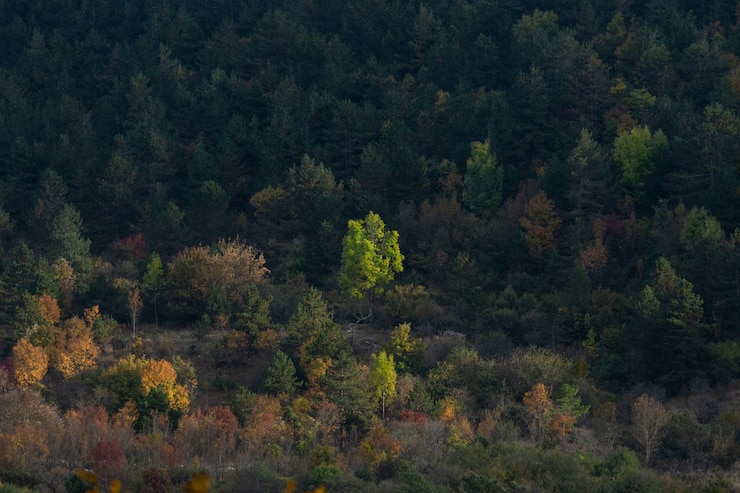 무료 Photo istria, 크로아티아의 가을 숲의 아름다운 경치의 높은 각도 샷
