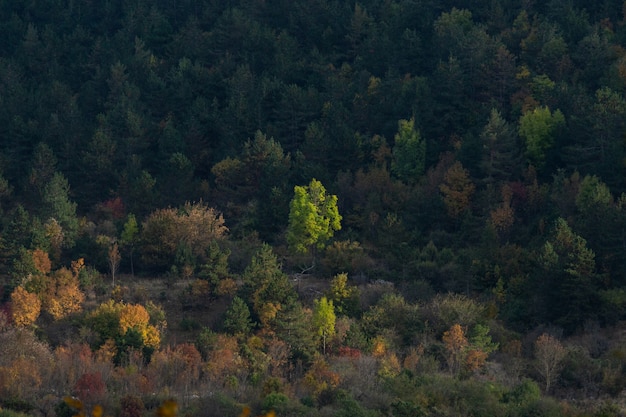 クロアチア、イストリア半島の秋の森の美しい景色のハイアングルショット