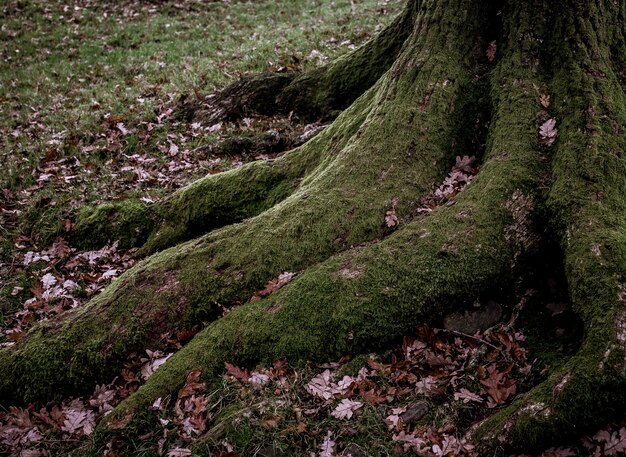 High angle shot of big roots of a tree covered with green moss