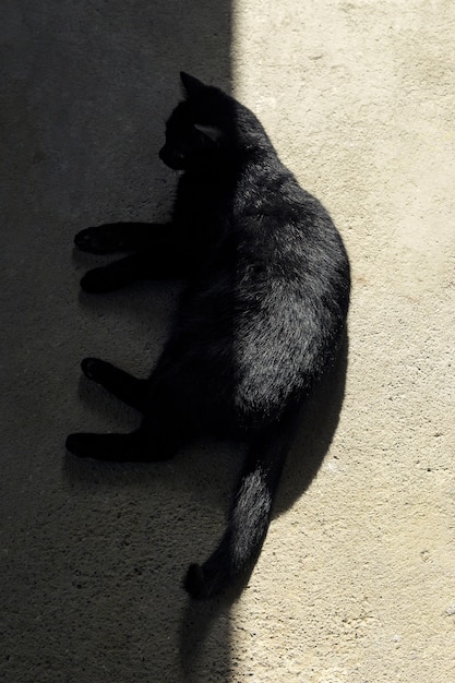 바닥에 누워 검은 고양이의 높은 각도 샷