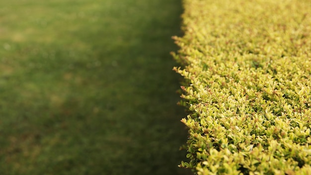 草に覆われた芝生の茂みのハイアングルショット