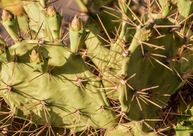 High angle shot of cactus with spiky thorns in the dessert