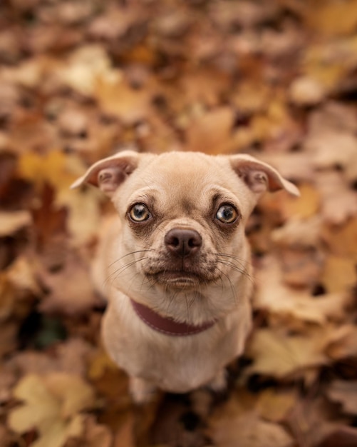 Высокоугольный снимок собаки чихуахуа, сидящей на опавших листьях на земле