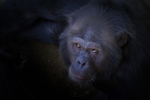 High angle shot of a chimpanzee looking towards the camera