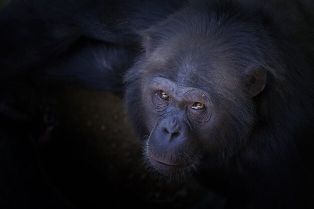 Снимок шимпанзе, смотрящего в камеру с большим углом