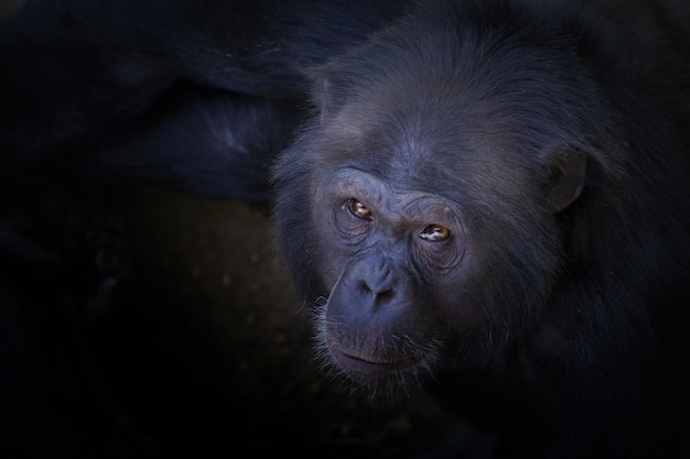 Снимок шимпанзе, смотрящего в камеру с большим углом