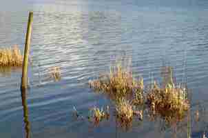 Foto gratuita colpo di alto angolo di acqua limpida nel lago