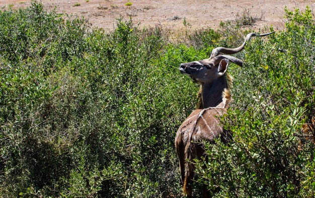 녹색 영역에서 다시 찾고 호기심 kudu의 높은 각도 샷
