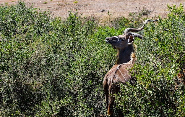 High angle shot of a curious kudu looking back in a green area