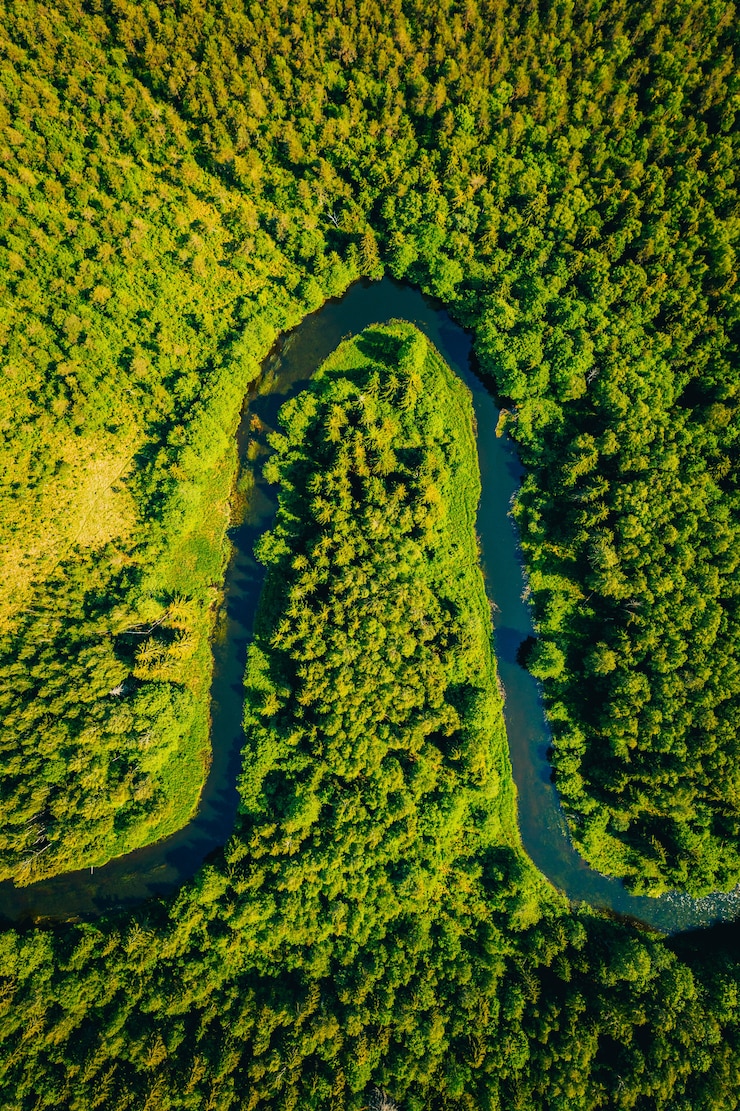 Free Photo high angle shot of a curvy lake in a forest surrounded by a lot of tall green trees