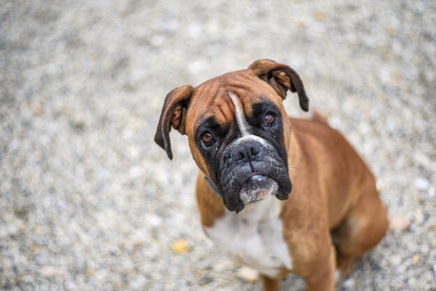 High angle shot of a cute boxer dog