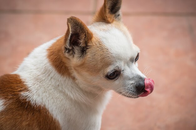High angle shot of a cute companion dog puppy sticking out its tongue