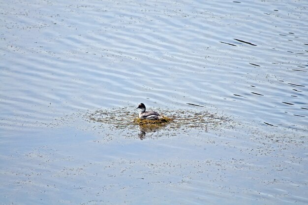 High angle shot of a cute duck swimming in the