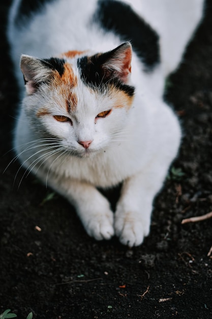 High angle shot of a cute fluffy cat sitting on the ground