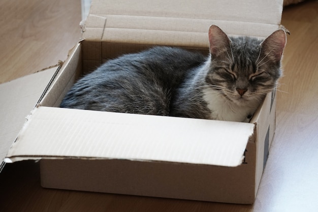 Free photo high angle shot of a cute kitten sleeping in a carton on a wooden surface