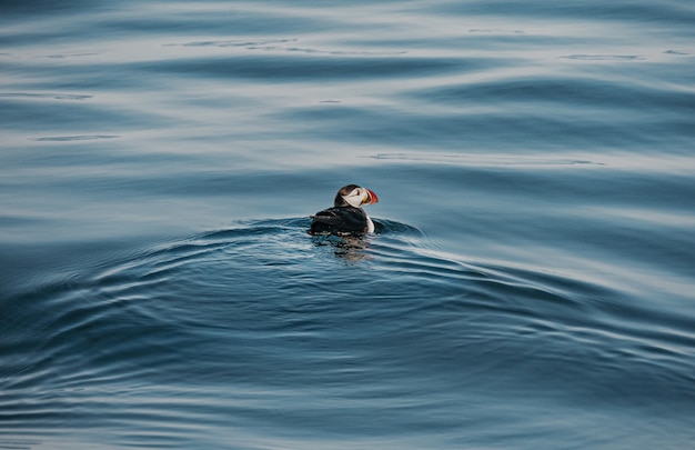 海で泳いでいるかわいいツノメドリの鳥のハイアングルショット