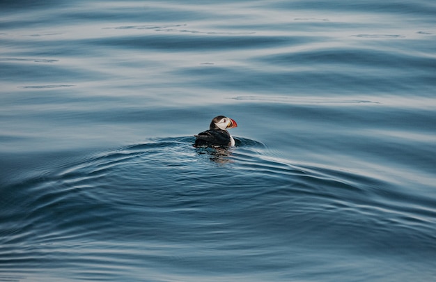 High angle shot of a cute puffin bird swimming in the ocean