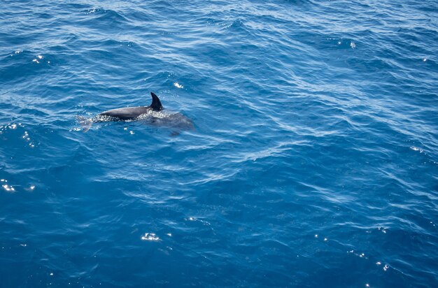 Снимок дельфина, плавающего в волнистом синем море, под высоким углом