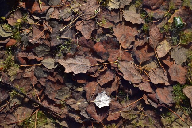 몰타의 가을 햇빛 아래 바닥에 마른 잎의 높은 각도 샷