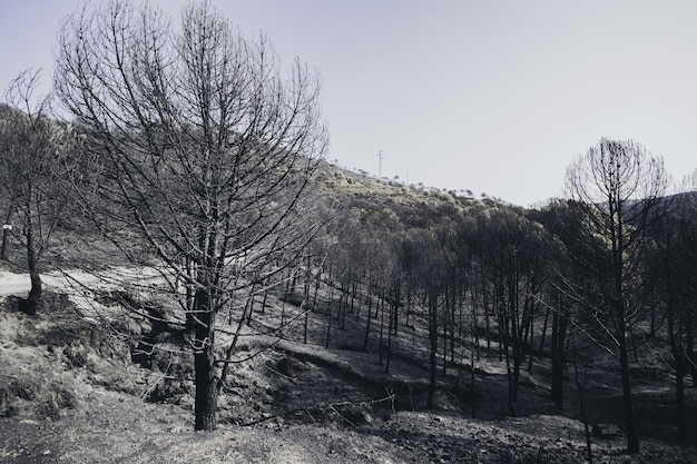 High angle shot of a dry winter forest covered with snow