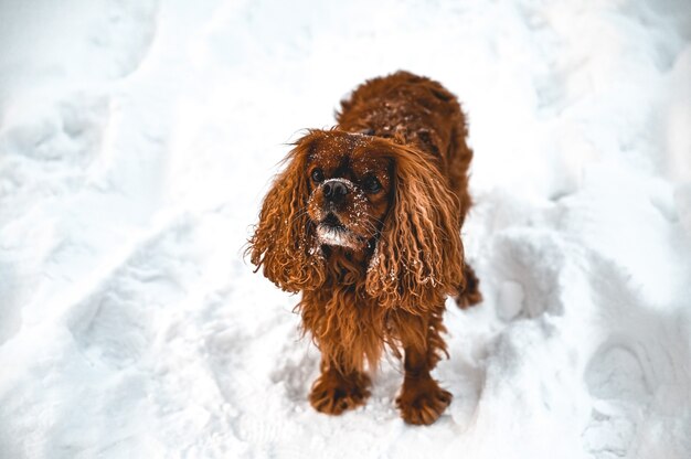 High angle shot of an English Cocker Spaniel dog playing in the snow