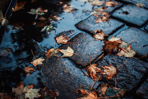 High angle shot of fallen autumn leaves on the wet cobblestone ground
