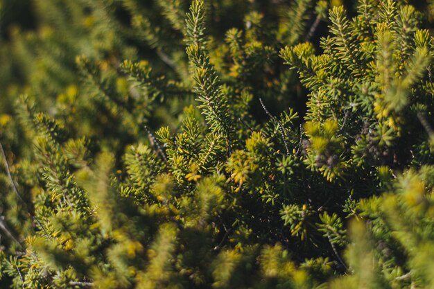 High angle shot of a forest full of different kinds of trees and other plants