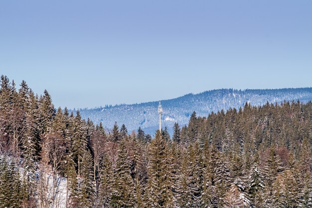 High angle shot of a forested mountain with a clear blue sky in the background