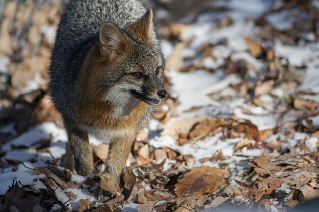 High angle shot of a fox looking around