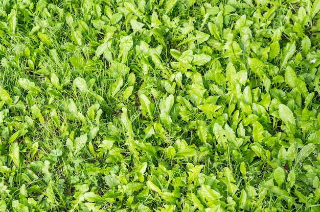 Снимок свежей зеленой травы под высоким углом