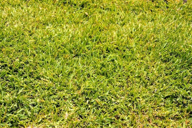 昼間の緑の草のハイアングルショット