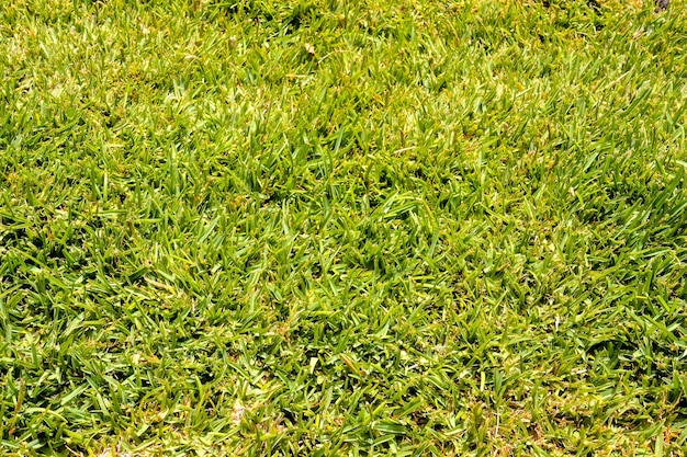 Free photo high angle shot of green grass during daytime