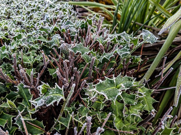 緑の植物のハイアングルショット