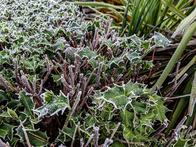 緑の植物のハイアングルショット