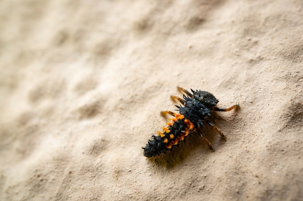 High angle shot of a ladybird larvae on a sandy ground
