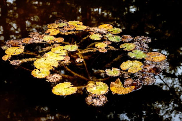 Free photo high angle shot of lily pads on the pond