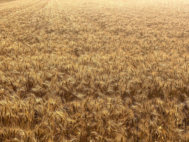 暖かく晴れた日に撮影された壮大な小麦畑のハイアングルショット