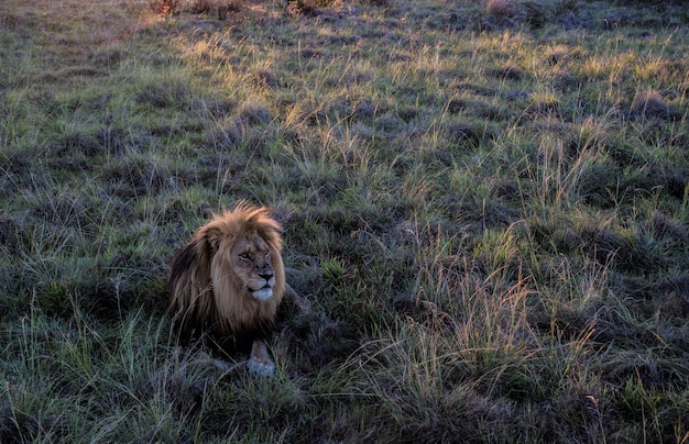 High angle shot of a male lion sitting in a field