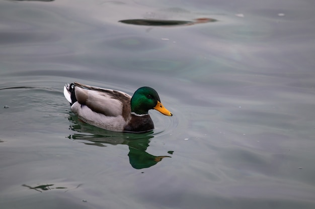 High angle shot of a mallard swimming in the water