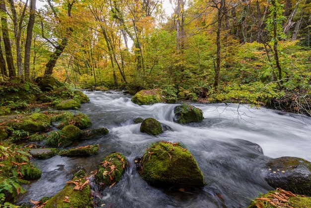 森の中を流れる泡立つ川の苔むした石のハイアングルショット