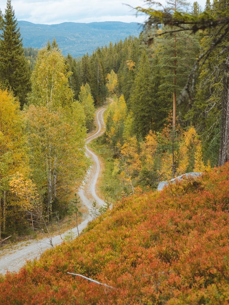 노르웨이의 아름다운 가을 색깔의 나무로 둘러싸인 좁은 도로의 높은 각도 샷