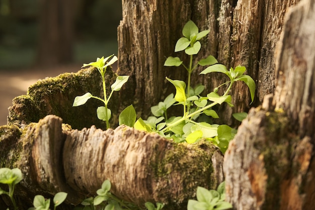 High angle shot of new-growing green leaves on an old tree trunk
